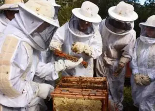 Governo Federal apoia a criação de polo da Rota do Mel no interior da Bahia