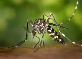 Governo  promove semana de combate ao mosquito Aedes aegypti