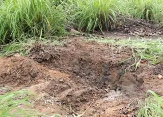 Grávida é morta á golpes de enxada, esquartejada e enterrada em cova rasa na Bahia