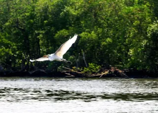 Gripe aviária: Espírito Santo proíbe turistas em ilhas de Vitória