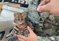 Guarnição da CIPPA/PS resgata filhote de Gato-do-mato em Itamaraju