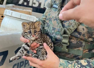 Guarnição da CIPPA/PS resgata filhote de Gato-do-mato em Itamaraju