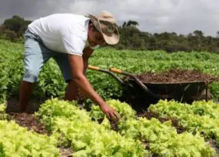 Guia para cultivo e aproveitamento de hortaliças é disponibilizado pela Bahiater para a agricultura familiar