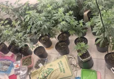 Homem é autuado por tráfico após Deam descobrir estufa de maconha em residência, na Bahia