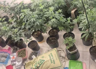 Homem é autuado por tráfico após Deam descobrir estufa de maconha em residência, na Bahia