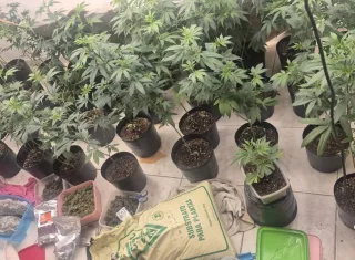 Homem é autuado por tráfico após Deam descobrir estufa de maconha em residência, na Bahia