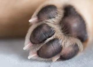 Homem é conduzido à delegacia acusado de matar cachorro a pauladas, em Medeiros Neto