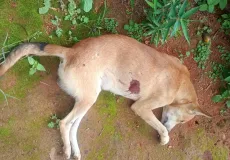 Homem é preso após matar cão com tiro em Itamaraju