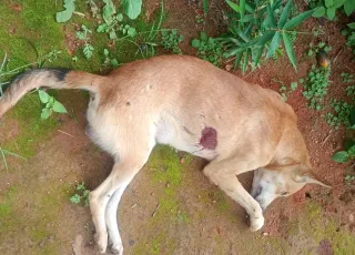 Homem é preso após matar cão com tiro em Itamaraju