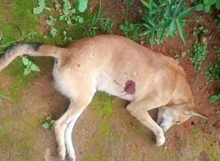 Homem é preso após matar cão com tiro em Itamaraju