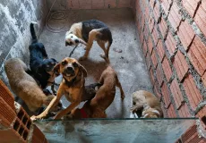 Homem é preso em Feira de Santana por realizar eutanásia irregular em cães 