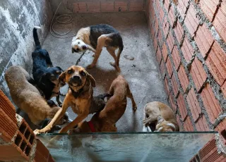 Homem é preso em Feira de Santana por realizar eutanásia irregular em cães 