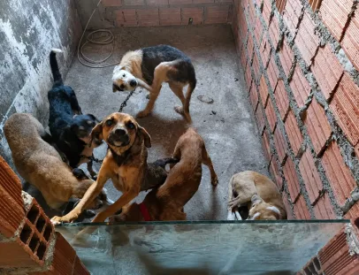 Homem é preso em Feira de Santana por realizar eutanásia irregular em cães 