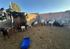 Homem é preso em flagrante por abate clandestino de animais na Bahia