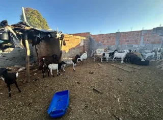Homem é preso em flagrante por abate clandestino de animais na Bahia