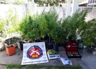 Homem é preso em plantação de maconha entre Alcobaça e Caravelas