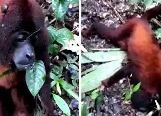 Homem encontra macacos agonizando com falta de ar em Plácido de Castro; assista os vídeos