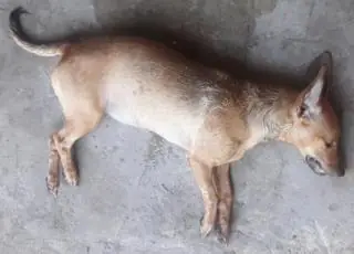 Homem mata cadela a tiros e deixa outra baleada em Nova Viçosa