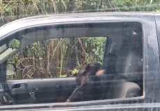 Homem morre e três ficam feridas após ataque de abelhas em Minas Gerais