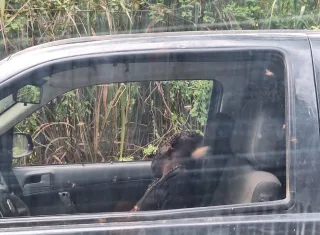 Homem morre e três ficam feridas após ataque de abelhas em Minas Gerais