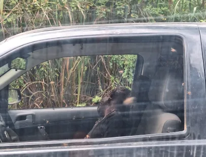 Homem morre e três ficam feridas após ataque de abelhas em Minas Gerais