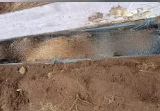 Homem vai fazer horta no quintal e encontra caixão com ossada enterrada