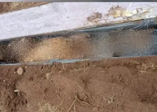 Homem vai fazer horta no quintal e encontra caixão com ossada enterrada