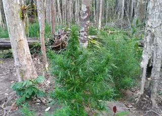 Ação da CIPE e PRF acaba com prisão de traficantes e plantação de maconha erradicada em Belmonte
