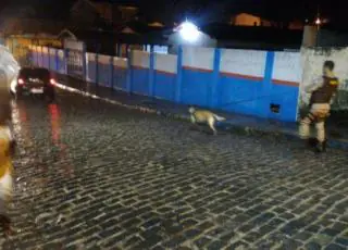 Homicida localizado com auxílio da cadela Kyra