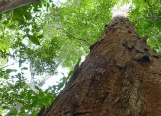 Homologado acordo entre MPF e ICMBio sobre regularização fundiária do Parque Nacional do Pau Brasil na Bahia