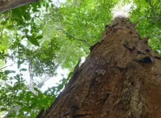 Homologado acordo entre MPF e ICMBio sobre regularização fundiária do Parque Nacional do Pau Brasil na Bahia