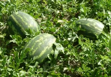 Ibirapuã conquista selo de exportação e entra no mapa do agronegócio internacional