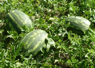 Ibirapuã conquista selo de exportação e entra no mapa do agronegócio internacional