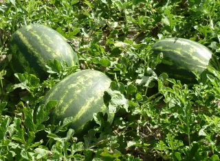 Ibirapuã conquista selo de exportação e entra no mapa do agronegócio internacional