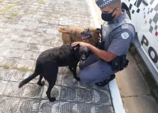 Idosa caída dentro de casa há dois dias é salva por seus dois cães vira-latas