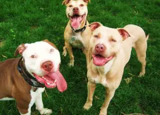 Idoso atacado por três pit bulls não resiste e morre no HGE