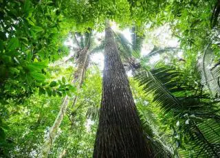 Inovação e tecnologia potencializam ações de conservação e restauração ecológica da Suzano