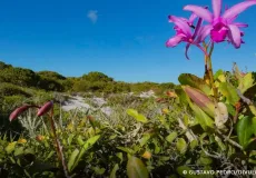Inpe confirma redução de desmatamento na maioria dos biomas em 2024