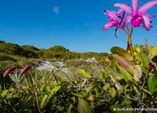 Inpe confirma redução de desmatamento na maioria dos biomas em 2024