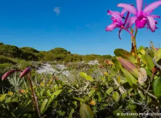 Inpe confirma redução de desmatamento na maioria dos biomas em 2024
