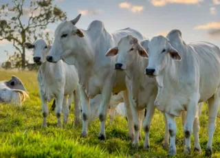 Inscrições  estão abertas para seminário sobre bovinocultura em Teixeira de Freitas