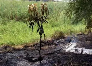Itamaraju: Moradores denunciam queimada na Lagoa do Jacaré