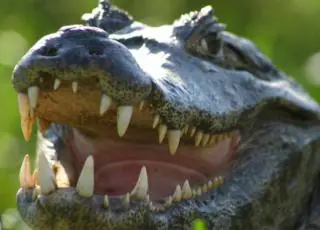 Jacaré ataca e mata cachorro que brincava com dono