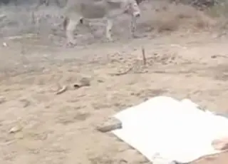 Jumento mata dono com mordidas no pescoço em Currais Novos