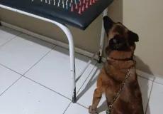 K9 Baruk ajuda policiais a localizar drogas escondidas em terreno baldio em Coroa Vermelha
