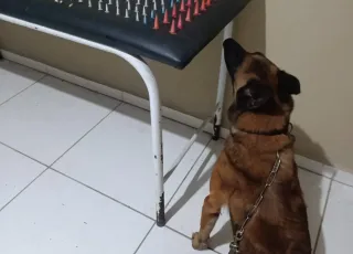 K9 Baruk ajuda policiais a localizar drogas escondidas em terreno baldio em Coroa Vermelha