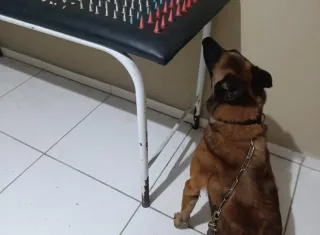 K9 Baruk ajuda policiais a localizar drogas escondidas em terreno baldio em Coroa Vermelha