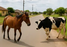 Lei Municipal prevê apreensão e multa para donos de animais soltos em vias públicas em Teixeira de Freitas