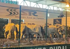 Leilão de gado é destaque da 24ª Exponhém e movimenta mais de R$ 2 milhões