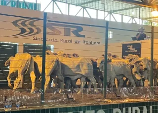 Leilão de gado é destaque da 24ª Exponhém e movimenta mais de R$ 2 milhões